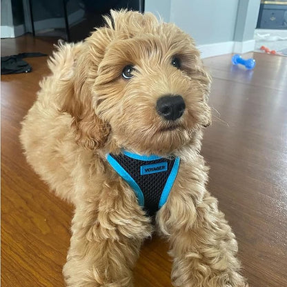 Best Pet Supplies - All Weather Mesh/Plush, Reflective, No Pull Harness for Small, Medium Dogs, Cats - Secure with Hook & Loop Fastener, Buckle, Double D-Rings - Black/Blue Trim, XL
