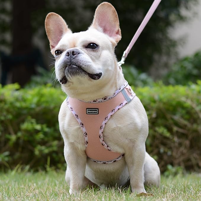 Mercano Soft Mesh Dog Harness and Leash Set, No-Chock Step-in Reflective Breathable Lightweight Easy Walk Vest Harnesses with Safety Buckle for Small Dogs, Cats (Champagne, L)