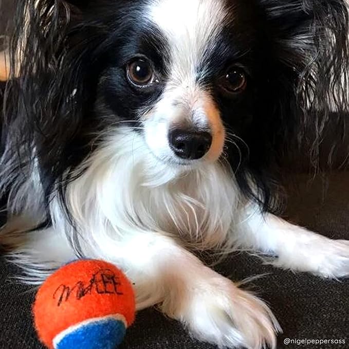 Midlee Squeaky Mini Tennis Ball for Dogs 1.5"- Pack of 12 (Orange/Blue)