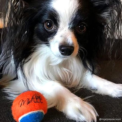 Midlee Squeaky Mini Tennis Ball for Dogs 1.5"- Pack of 12 (Orange/Blue)