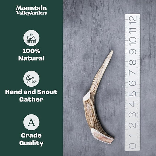 Mountain Valley Deer Antlers for Dogs - 100% Natural & Organic Chew for Aggressive Chewers, No Odor, No Mess, Long Lasting - Wild-Foraged Naturally Shed Antlers in USA - Grade A, Whole Jumbo (1 Pack)