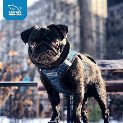 Best Pet Supplies Voyager Step-in Air Harness - All Weather Mesh, Reflective, No Pull Harness for Dogs, Cats - Secure with Hook & Loop Fastener, Buckle, Double D-Rings - Blue/Black Trim, S