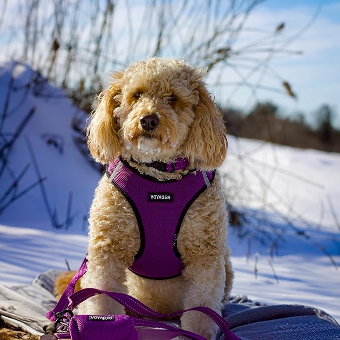 Best Pet Supplies Voyager Reflective Dog Leash or Collar with Neoprene Handle, for Small, Medium, and Large Breed Puppies, Cute and Heavy Duty for Walking, Running and Training - Purple (Leash), M