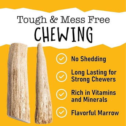 Snatchers Elk Antlers for Dogs – Long Lasting Dog Chews and Dog Toys for Aggressive Chewers, Naturally Shed Deer Antlers for Dogs Processed in The USA, No Additives (Medium, 5-7", 2 Count)