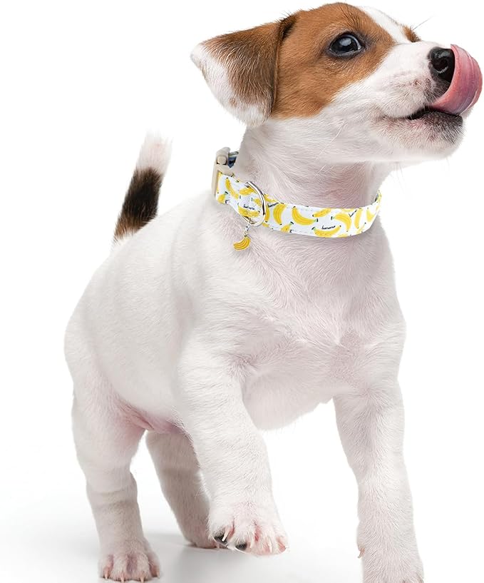 Faygarsle Cute Banana Print Dog Collar Spring Summer Design for Small Medium Large Dogs White and Yellow L