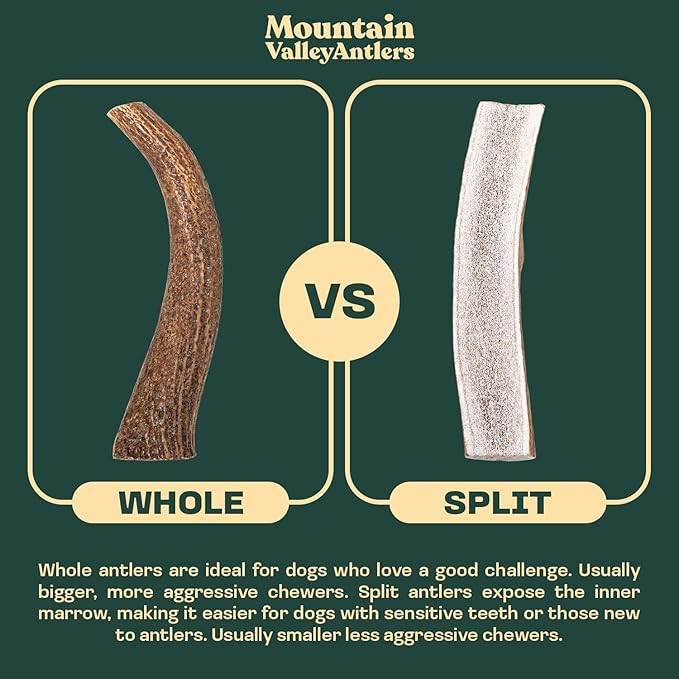 Mountain Valley Deer Antlers for Dogs - 100% Natural & Organic Chew for Aggressive Chewers, No Odor, No Mess, Long Lasting - Wild-Foraged Naturally Shed Antlers in USA - Grade A, Whole Jumbo (1 Pack)