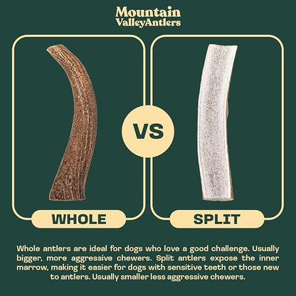 Mountain Valley Deer Antlers for Dogs - 100% Natural & Organic Chew for Aggressive Chewers, No Odor, No Mess, Long Lasting - Wild-Foraged Naturally Shed Antlers in USA - Grade A, Whole Jumbo (1 Pack)