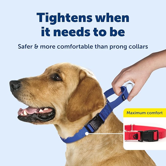 PetSafe Martingale Collar with Quick-Snap Buckle - Adjustable No-Slip Quick Release Dog Collar - Everyday Wear No-Pull Training Aid - 3/4" Wide - Medium - Deep Purple