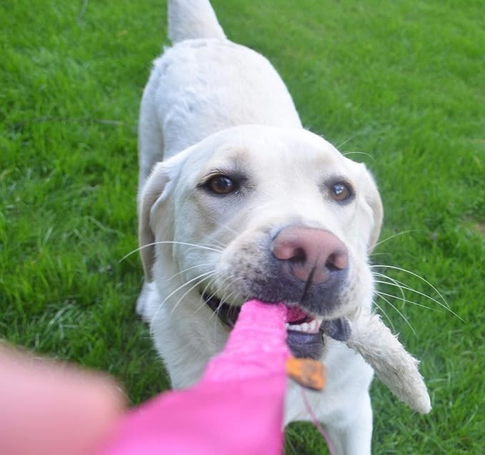 Dingo Dog Toy - Sheepskin tug with Pink Bungee, Agility Motivation Reward tug for Training and Fun 15580