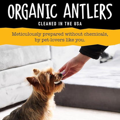 Snatchers Elk Antlers for Dogs – Long Lasting Dog Chews and Dog Toys for Aggressive Chewers, Naturally Shed Deer Antlers for Dogs Processed in The USA, No Additives (Small 4-5", 1 Count)
