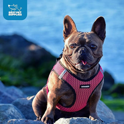 Best Pet Supplies - All Weather Mesh/Plush, Reflective, No Pull Harness for Small, Medium Dogs, Cats - Secure with Hook & Loop Fastener, Buckle, Double D-Rings - Fuchsia (2-Tone), XL