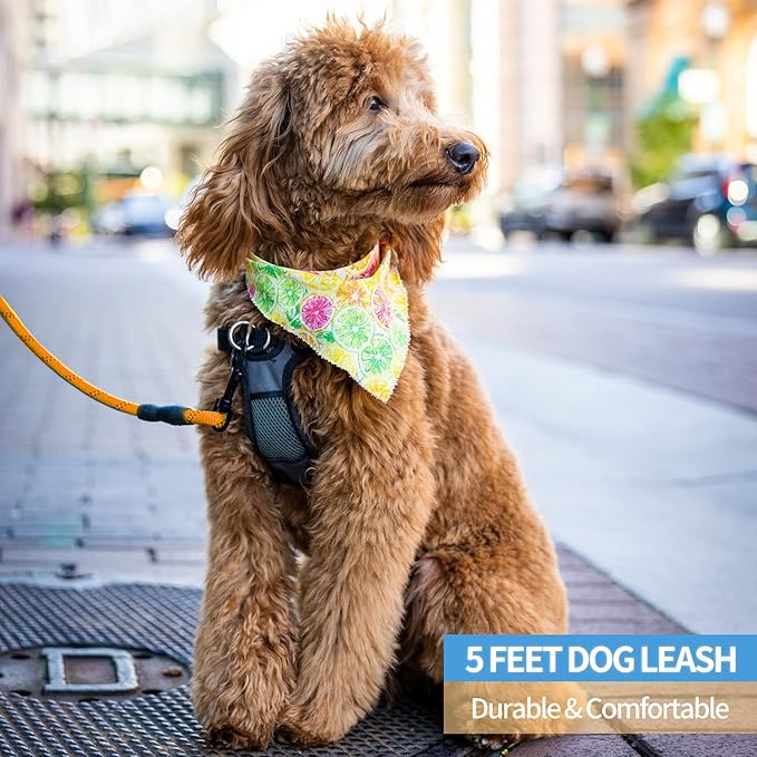 BAAPET 2/4/5/6 FT Dog Leash with Comfortable Padded Handle and Highly Reflective Threads for Small Medium and Large Dogs (5FT-1/2'', Orange)