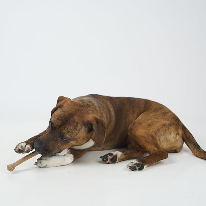 SPOT Bam-Bones Bone - Made with Strong Bamboo Fiber, Durable Long Lasting Dog Chew for Light to Moderate Chewers, Great Toy for Adult Dogs & Teething Puppies under 40lbs, 7.25in, Chicken Flavor