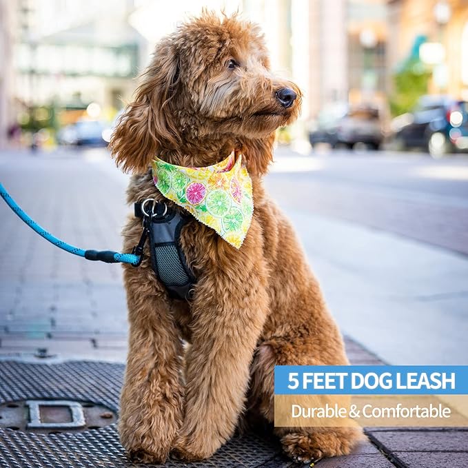 BAAPET 2/4/5/6 FT Dog Leash with Comfortable Padded Handle and Highly Reflective Threads for Small Medium and Large Dogs (5FT-1/2'', Blue)