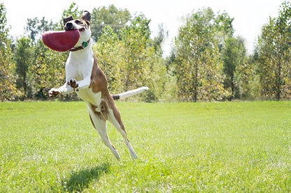 KONG Flyer Rubber Disc Dog Toy - for Catch, Fetch and Playtime - Red, Large 2 Pack