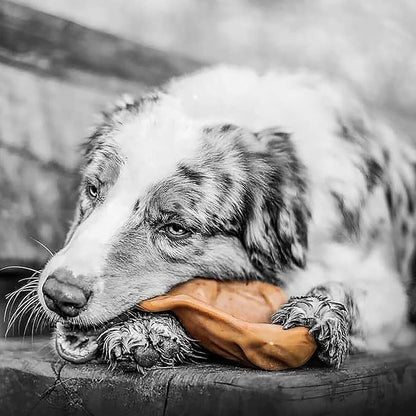 Pet Qwerks Pigs Ear BarkBone - Nylon Dog Bone for Aggressive Chewers - Bacon Flavor - 4.5" | (Pack of 4)