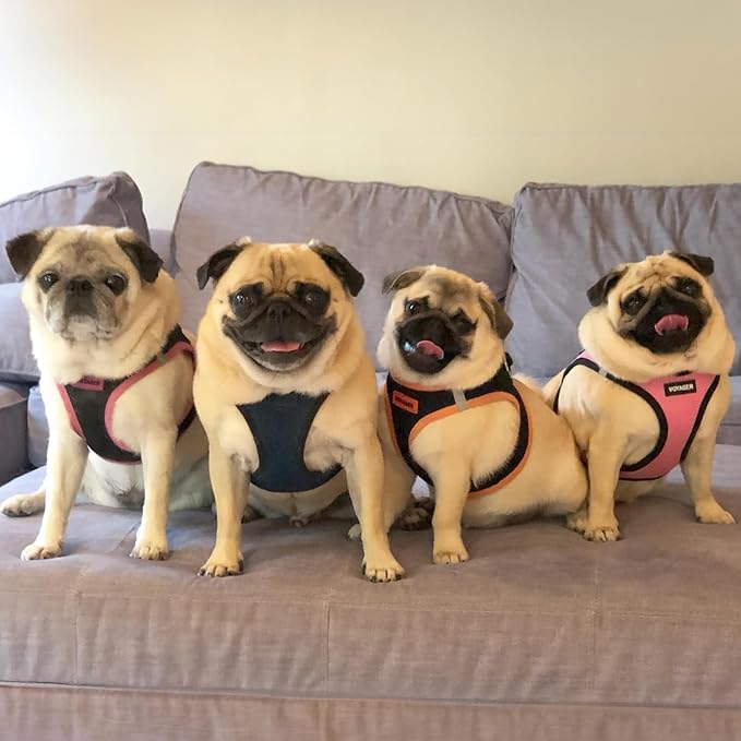 Best Pet Supplies - All Weather Mesh / Plush, Reflective, No Pull Harness for Small, Medium Dogs, Cats - Secure with Hook & Loop Fastener, Buckle, Double D-Rings - Blue/Black Trim, XL
