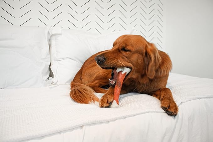 Nylabone Femur Bone Alternative Power Chew Toy for Dogs, Dog Toys for Aggressive Chewers, Beef Flavor, Large - Up to 50 lbs, 1 Count