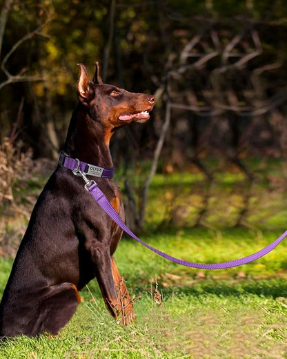 FunTags 6FT Reflective Dog Leash with Soft Padded Handle for Training,Walking Lead for Large & Medium Dog,1 Inch Wide,Purple