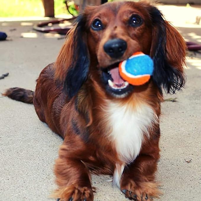 Midlee Squeaky Mini Tennis Ball for Dogs 1.5"- Pack of 12 (Orange/Blue)