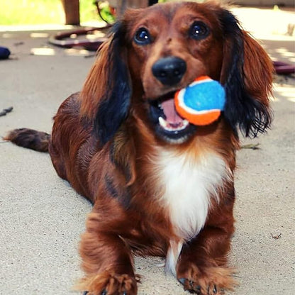 Midlee Squeaky Mini Tennis Ball for Dogs 1.5"- Pack of 12 (Orange/Blue)