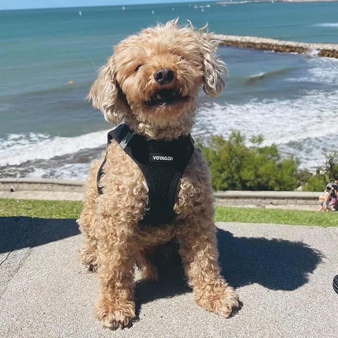 Best Pet Supplies - All Weather Mesh / Plush, Reflective, No Pull Harness for Small, Medium Dogs, Cats - Secure with Hook & Loop Fastener, Buckle, Double D-Rings - Black/Black Trim, XL