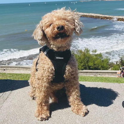 Best Pet Supplies - All Weather Mesh / Plush, Reflective, No Pull Harness for Small, Medium Dogs, Cats - Secure with Hook & Loop Fastener, Buckle, Double D-Rings - Black/Black Trim, M