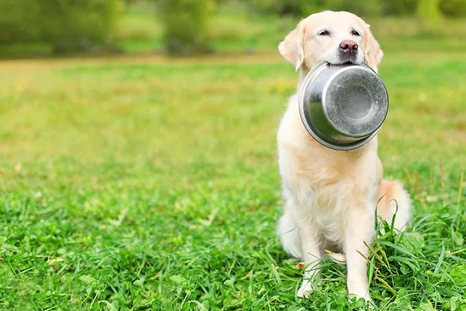 Bosky 2 Pack Stainless Steel Dog Bowls 8.8" Diameter for Food or Water ~ Ideal for Use on Floor or for Elevated Pet Feeder Stands (8 Cups)