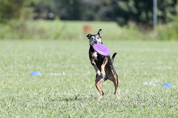 Hyperflite Pup Hyperflex Dog Flying Disc – for Dogs Under 16" – Ultra Flexible – Puncture Resistant – Competition Approved – 7" / 90g – Purple