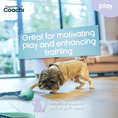 Coachi Puppy & Mini Tuggi Ball - Lightweight, Tough Dog Toy, Stretchy Bungee Handle, Reward Training, Agility, Recall, Interrupt Biting & Chewing, Suitable for Small Dogs & Puppies