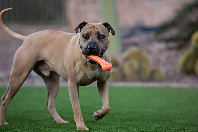 Jolly Pets 9-inch, Jolly Bone, Orange, Large