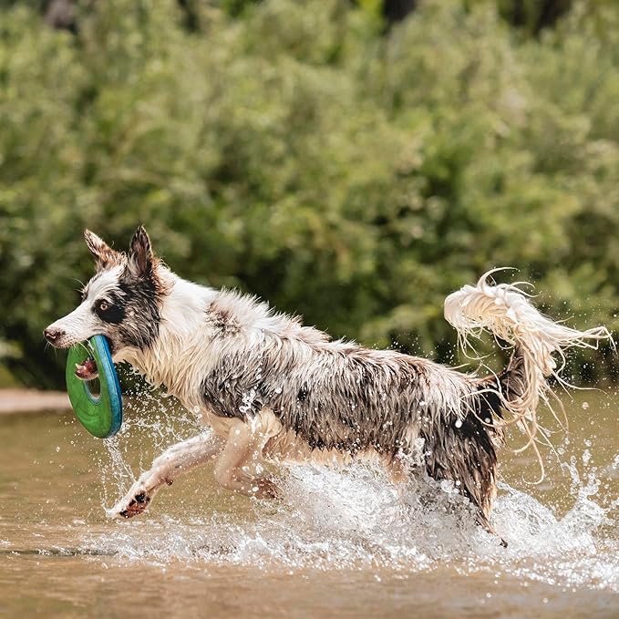 Chuckit! Amphibious ZipFlight Floating and Flying Disc Dog Toy, Medium (8.5"), Assorted Colors (Orange And Blue/Green and Blue)