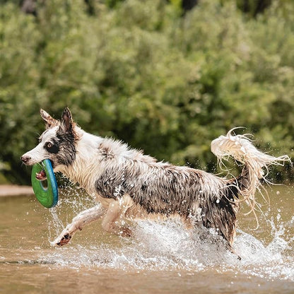 Chuckit! Amphibious ZipFlight Floating and Flying Disc Dog Toy, Medium (8.5"), Assorted Colors (Orange And Blue/Green and Blue)