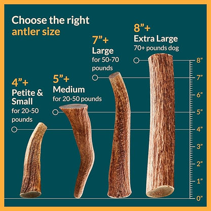 100% Natural - Split Elk Antlers for Dogs ( 3 pack ) - Naturally Shed in USA - Dog Antler Chews Medium Breeds - Natural, Long-Lasting Treats for Aggressive Chewers - No Smell & No Mess - Medium