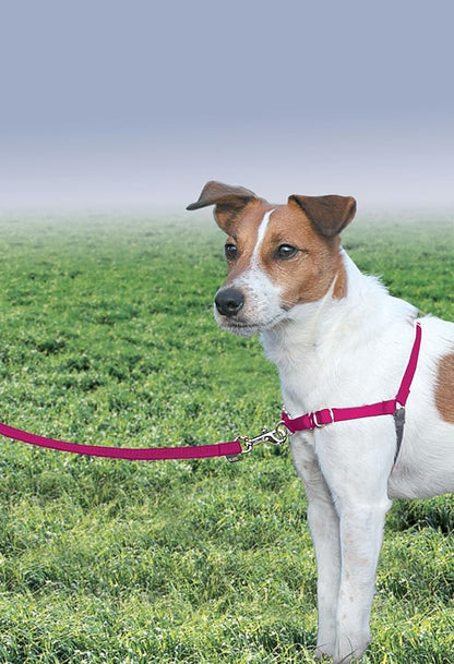 PetSafe Easy Walk Harness for Dogs - Pull-Free Walks - Martingale Loop Design - Front Chest Leash Attachment - Adjustable Comfort Straps - Breathable Harness Design - Small/Medium, Raspberry/Gray