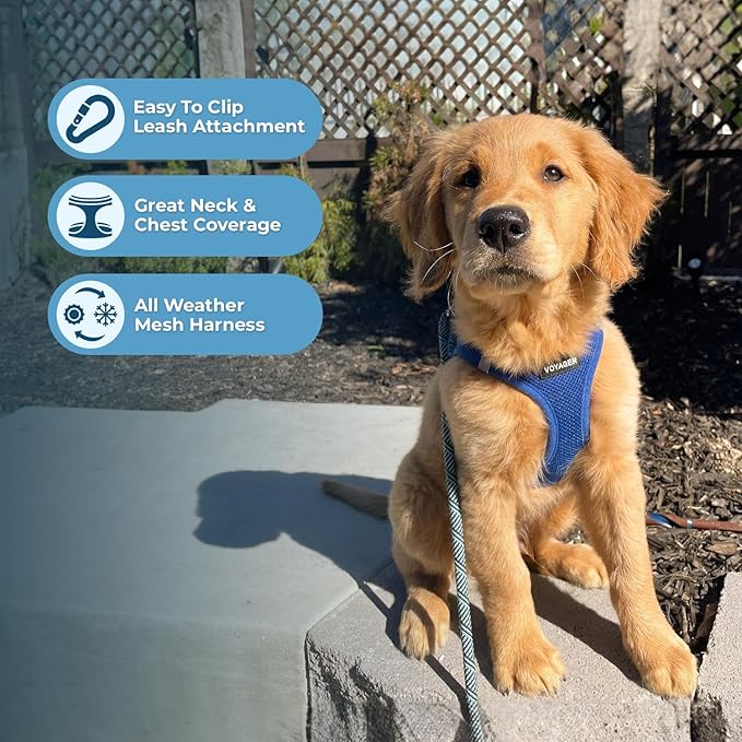 Best Pet Supplies Voyager Step-in Air Harness - All Weather Mesh, Reflective, No Pull Harness for Dogs, Cats - Secure with Hook & Loop Fastener, Buckle, Double D-Rings - Royal Blue, S