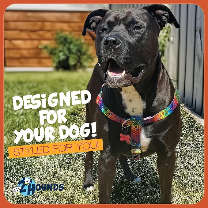 2 Hounds Design - Freedom No-Pull Harness & Training Leash in Blue and Rainbow | Dual Leash Loops, No Pulling on Walks | Lined to Prevent Chaffing | for Small Sized Dogs (Size S, Chest 20”- 24”)