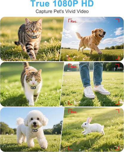 Dog & Cat Camera Collar with Phone APP, 1080P HD Video Recording, XS/M-Size Pet POV Cam for Dogs & Big Cats, Cordless Pet Collar Cameras with APP Viewing