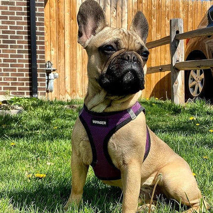 Best Pet Supplies - All Weather Mesh/Plush, Reflective, No Pull Harness for Small, Medium Dogs, Cats - Secure with Hook & Loop Fastener, Buckle, Double D-Rings - Purple/Black Trim, XS