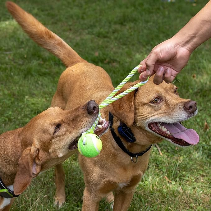 2-Piece Dog Training Toy, Cotton Rope, Tug Ball, Tough Non-Toxic Dog Toys for Big & Small Dogs