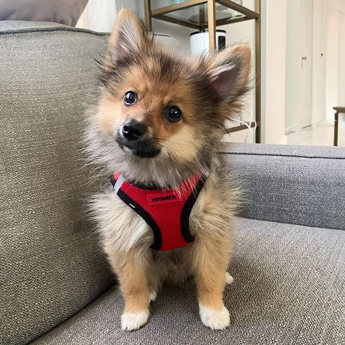 Best Pet Supplies - All Weather Mesh / Plush, Reflective, No Pull Harness for Small, Medium Dogs, Cats - Secure with Hook & Loop Fastener, Buckle, Double D-Rings - Red/Black Trim, XL