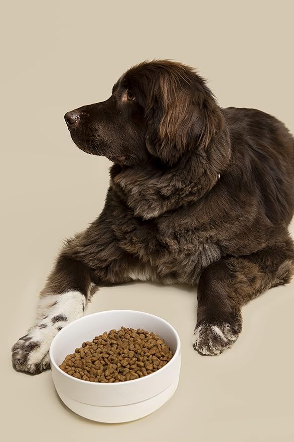 Waggo Ceramic Cling Dog Bowl with Rubber Bottom for Small and Large Breeds - Heavyweight Bowl with Anti-Skid Non Slip Rubber Bottom, Dishwasher Safe (Small, Light Grey)