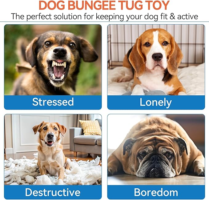 ALL FOR PAWS Dog Bungee Tug Toy, Outdoor Hanging Bungee from Tree for Chase & Tug Fun, Interactive Tug-of-War Toy for Small and Medium Dogs, Bungee Cord with Dog Rope Toy & Soft Chew Toy