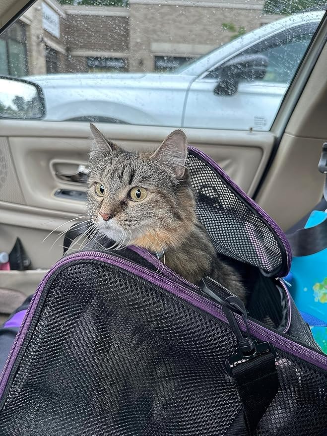 petisfam Soft Pet Carrier for Large and Medium Cats, 2 Kitties, Small Dogs. Easy to Get Cat in, Great for Cats that Don't Like Carriers (Black)