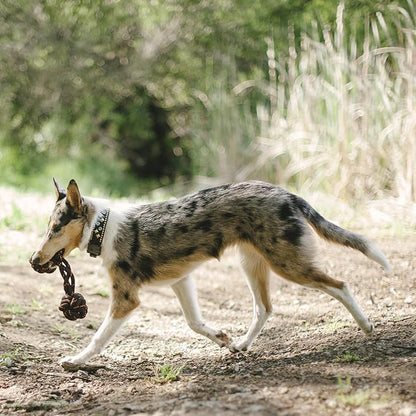 P.L.A.Y. Outdoor Dog Toys - Scout & About Barbell Rope Chew Toy, Great for Medium & Large Dogs - Machine Washable, Ultra-Durable, Good for Agility Training, Tugging, Fetch (Large)