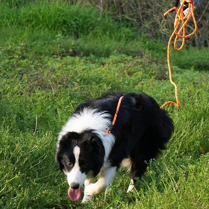 NTR 100FT Leash for Large Breed Dog, Long Leash with Swivel Lockable Hook, Padded Handle and Highly Reflective Thread, Pet Lead for Walking, Hunting,Camping, Backyard for Small Medium Large Dog