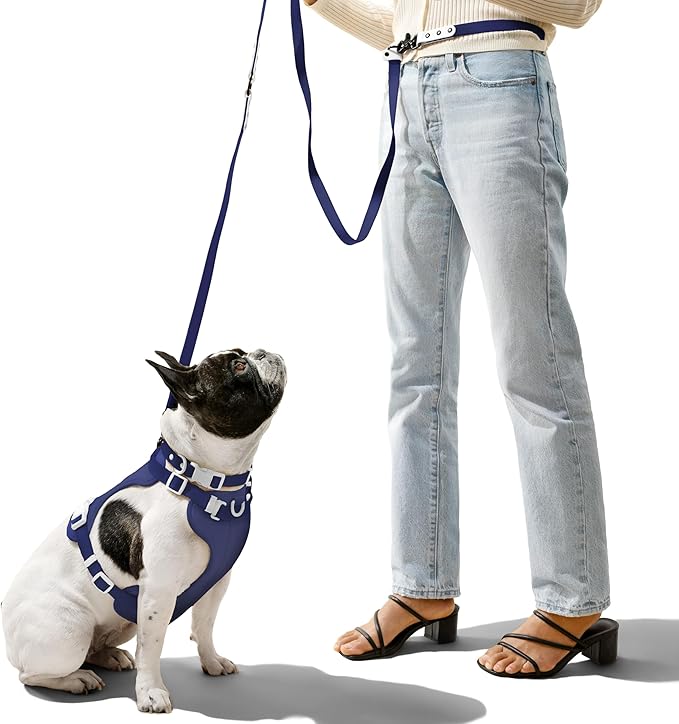 WLK1006J-5SET Luna Large 8FT Adjustable 6-in-1 Waterproof Hands-Free Leash and Collar with LED Flashlight, Bag Dispenser, and Poop Bag Holder, Highball