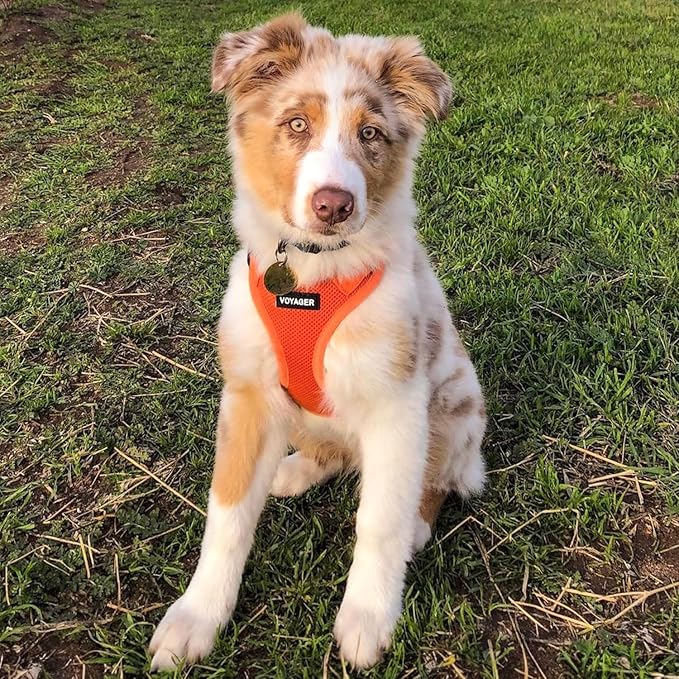 Best Pet Supplies Voyager Step-in Air Harness - All Weather Mesh, Reflective, No Pull Harness for Dogs, Cats - Secure with Hook & Loop Fastener, Buckle, Double D-Rings - Orange, XL