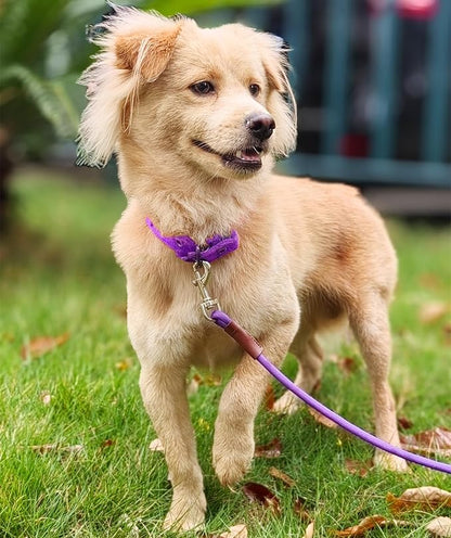 Small Dog Leash, 1/4" by 6/8/10 FT Lightweight Strong Nylon Rope Leash, Bright Classic Lead for Small Pets/Puppy/Cat (8ft, Purple)