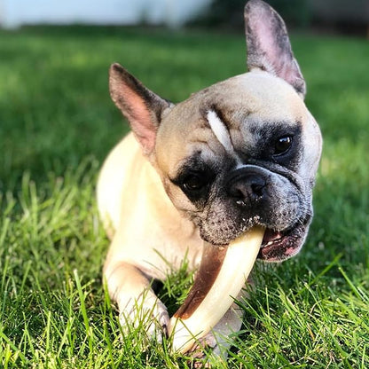Spunky Pup Snack & Chew Antler Toy | Promotes Healthy Teeth & Gums | Puppy